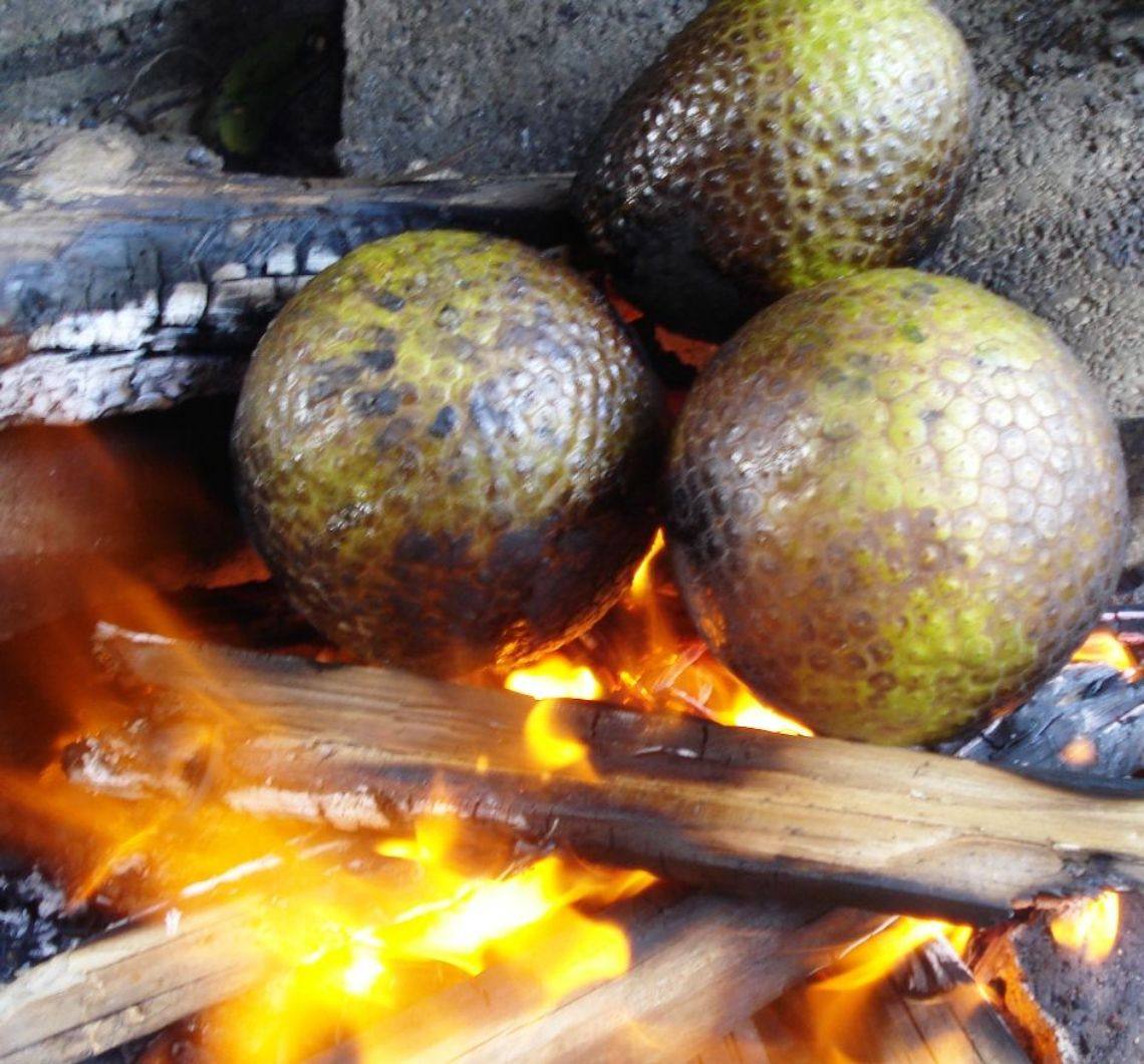About Breadfruit in Jamaica | Experience Jamaique
